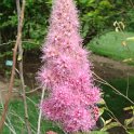 Spiraea douglasii fleur